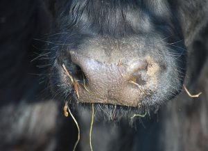 nourrir les vaches